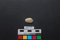 藏品(貝殼)的圖片