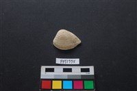 藏品(貝殼)的圖片