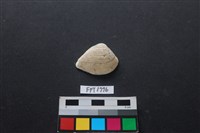 藏品(貝殼)的圖片