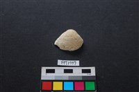 藏品(貝殼)的圖片