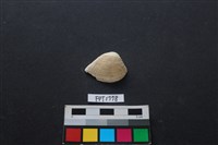 藏品(貝殼)的圖片