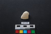 藏品(貝殼)的圖片