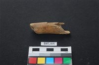 藏品(偶蹄類動物骨)的圖片