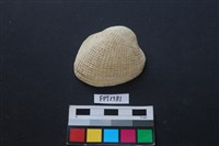 藏品(貝殼)的圖片