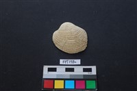 藏品(貝殼)的圖片