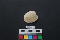 藏品(貝殼)的圖片