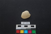 藏品(貝殼)的圖片