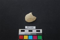 藏品(貝殼)的圖片