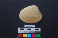 藏品(貝殼)的圖片