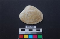 藏品(貝殼)的圖片