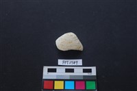 藏品(貝殼)的圖片