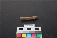 藏品(鹿骨)的圖片