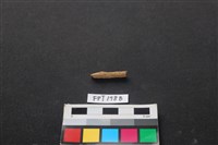 藏品(鹿骨)的圖片