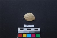 藏品(貝殼)的圖片