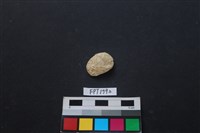 藏品(貝殼)的圖片