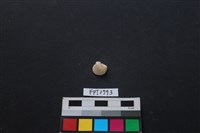 藏品(貝殼)的圖片