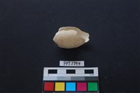 藏品(貝殼)的圖片