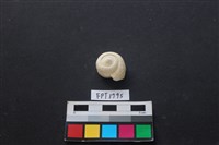 藏品(貝殼)的圖片