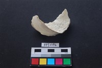 藏品(貝殼)的圖片