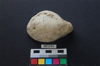 藏品(珊瑚)的圖片