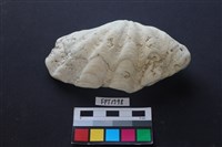 藏品(貝殼)的圖片