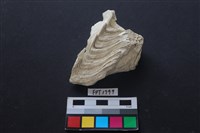 藏品(貝殼)的圖片