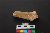 藏品(梅花鹿骨)的圖片