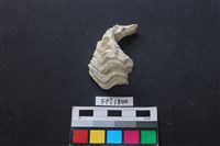 藏品(貝殼)的圖片