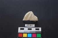 藏品(貝殼)的圖片