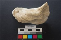 藏品(貝殼)的圖片