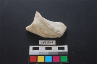 藏品(貝殼)的圖片