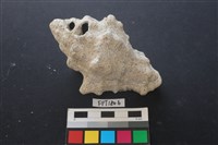 藏品(貝殼)的圖片