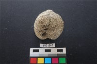 藏品(貝殼)的圖片