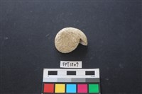 藏品(貝殼)的圖片