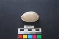 藏品(貝殼)的圖片