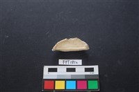 藏品(貝殼)的圖片