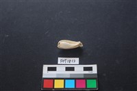 藏品(貝殼)的圖片