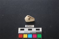 藏品(貝殼)的圖片