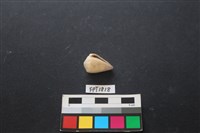 藏品(貝殼)的圖片