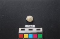 藏品(貝殼)的圖片