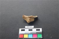 藏品(偶蹄類動物骨)的圖片