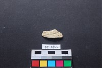 藏品(貝殼)的圖片