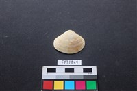 藏品(貝殼)的圖片