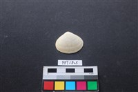 藏品(貝殼)的圖片