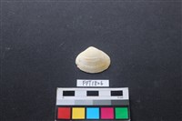 藏品(貝殼)的圖片