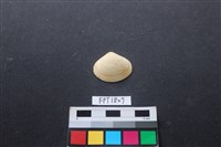 藏品(貝殼)的圖片