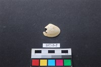 藏品(貝殼)的圖片