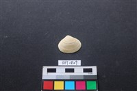 藏品(貝殼)的圖片