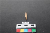 藏品(豬骨)的圖片