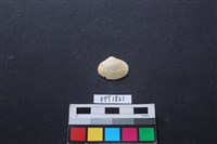 藏品(貝殼)的圖片